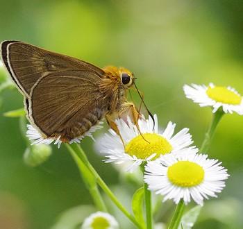 Bibasis aquilina