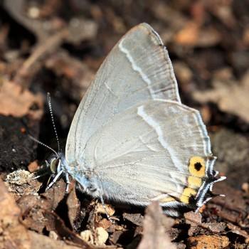 Favonius yuasai