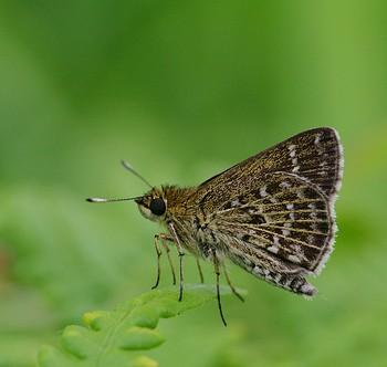 Aeromachus inachus