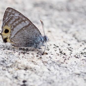 Sibataniozephyrus fujisanus