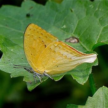 Loxura cassiopeia