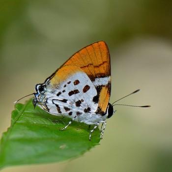 Araotes lapithis