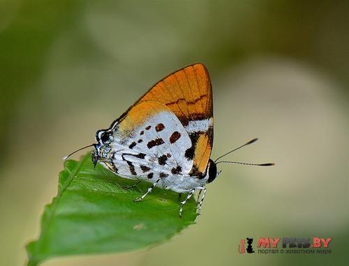 Araotes lapithis