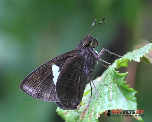 Notocrypta feisthamelii