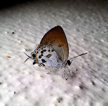 Sinthusa malika