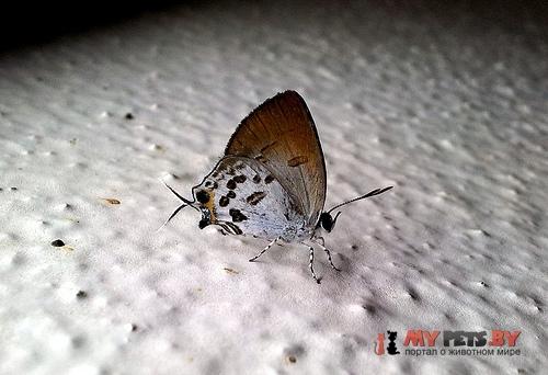 Sinthusa malika