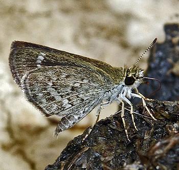 Aeromachus stigmata