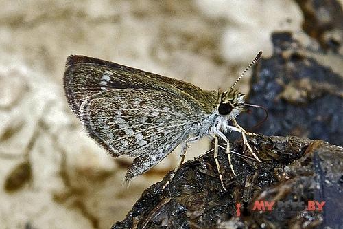 Aeromachus stigmata