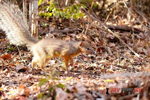 Mungotictis decemlineata