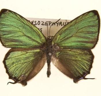 Thermozephyrus ataxus