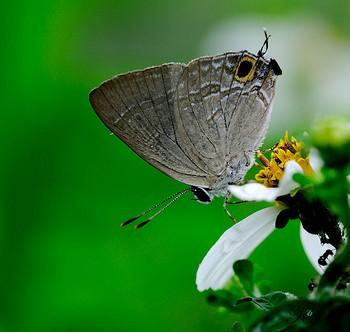 Deudorix rapaloides