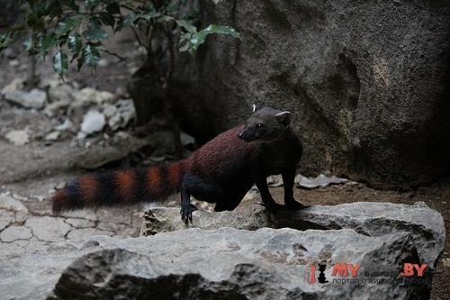 ring-tailed mongoose