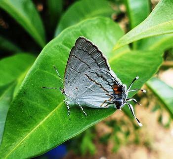 Hypolycaena philippus
