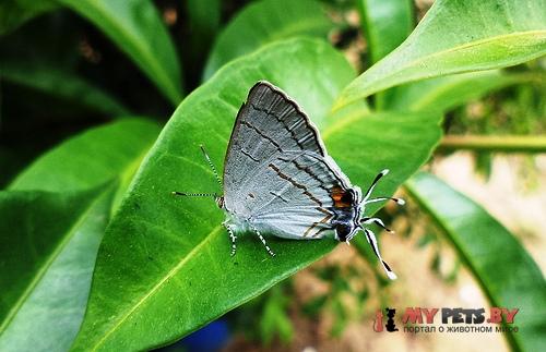 Hypolycaena philippus