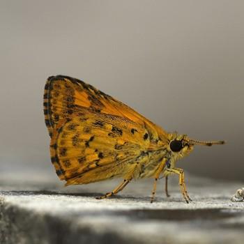 Ampittia dioscorides