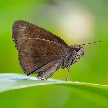 Ancistroides nigrita