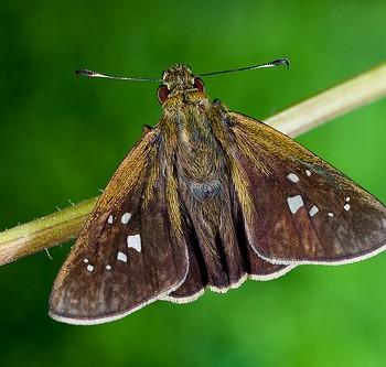 caltoris cahira