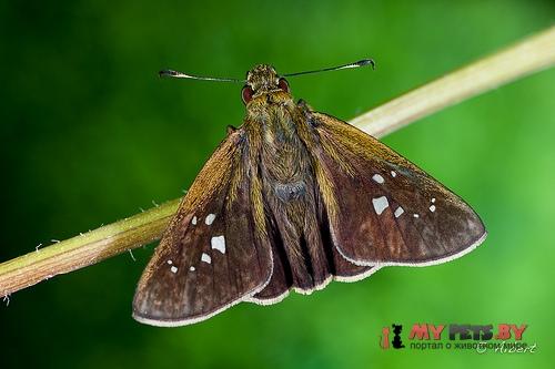 Caltoris cahira