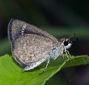 Aeromachus pygmaeus