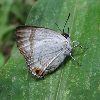 Deudorix lorisona