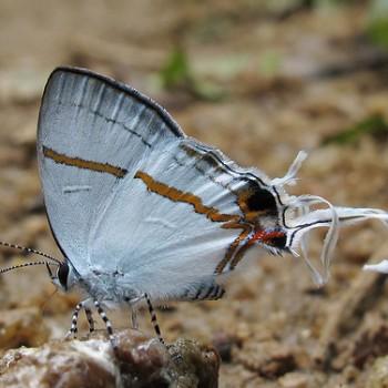 Hypolycaena antifaunus