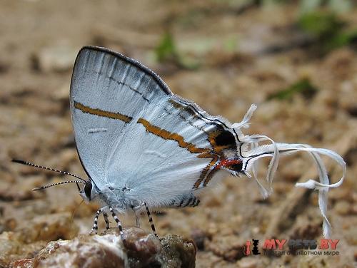 Hypolycaena antifaunus