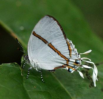 Oxylides binza