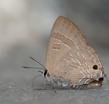 Deudorix epijarbas