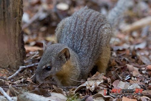 Mungotictis decemlineata