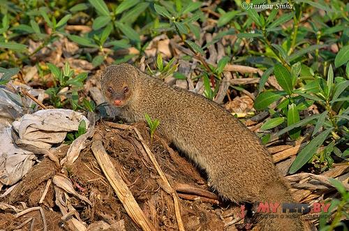 Indian Gray Mongoose