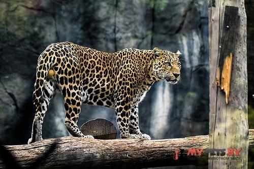 Jaguar