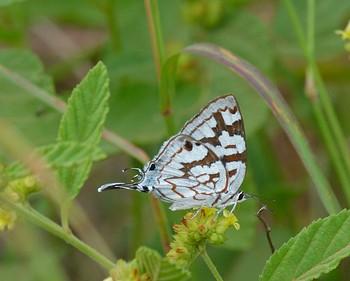 Stugeta bowkeri