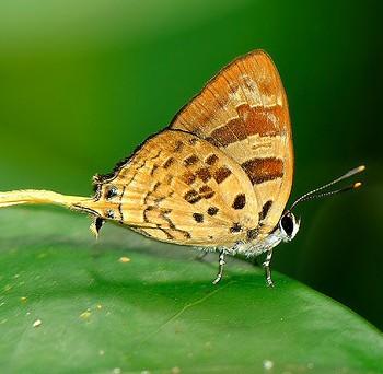 Bindahara phocides