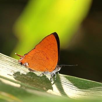 Thamala marciana