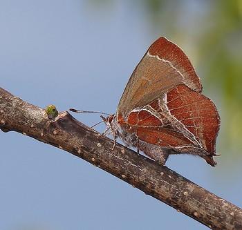 Amblopala avidiena