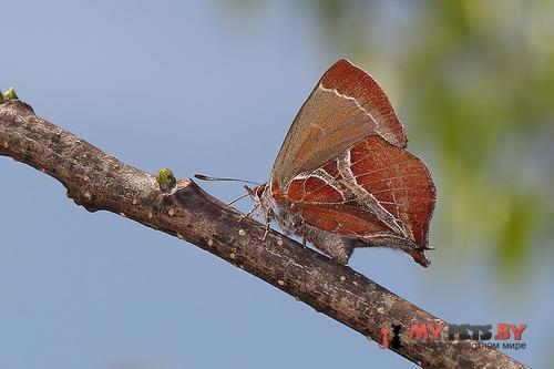 Amblopala avidiena