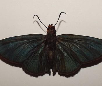 Pyrrhiades lucagus