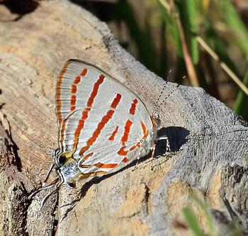 Hemiolaus caeculus