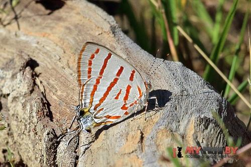 Hemiolaus caeculus