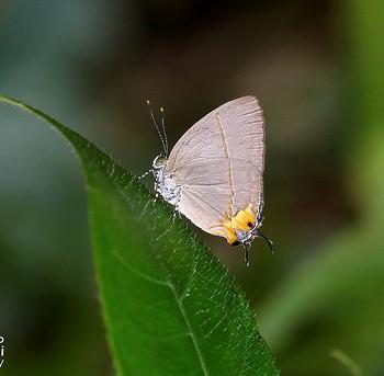 Britomartis cleoboides
