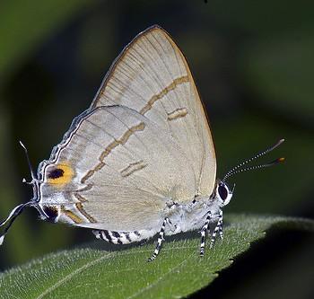 Hypolycaena erylus