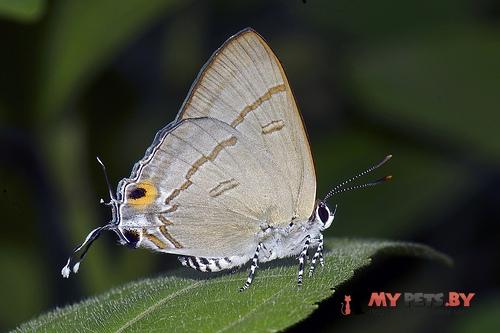 Hypolycaena erylus