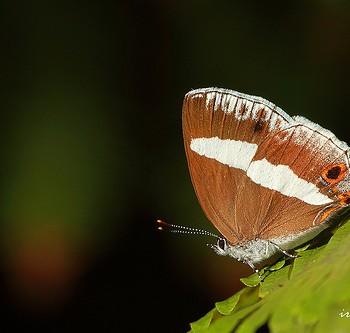Euaspa milionia