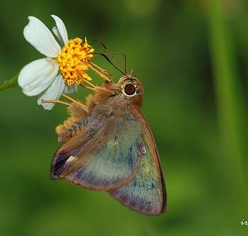 hasora mixta