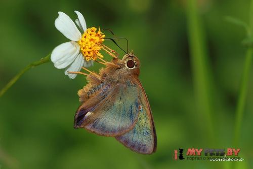 Hasora mixta