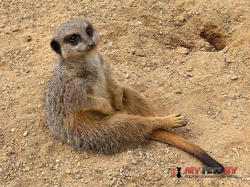 Meerkat