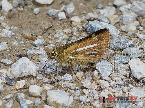 Thoressa bivitta