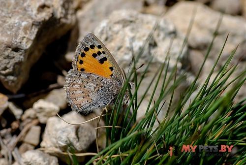 Tomares callimachus