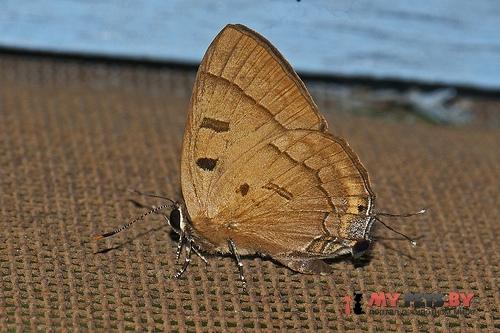 Rapala pheretima