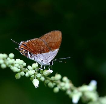 Sithon micea
